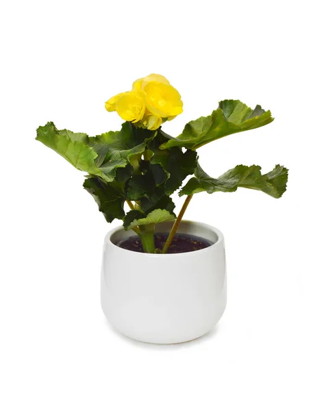 Yellow Begonia Plant Flowerpot Isolated White Background — Stock Photo, Image