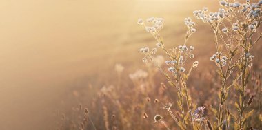 Yaz günbatımında kır çiçekleri. Ortak Michaelmas papatyaları ve kopyalama alanı ile doğal çiçek arkaplanı