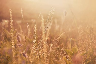 Günbatımında yaz çayırı, atmosferik görüntü