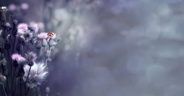 Fundo Prado Verão Com Flores Rastejantes Cardo Besouro Imagem Atmosférica — Fotografia de Stock