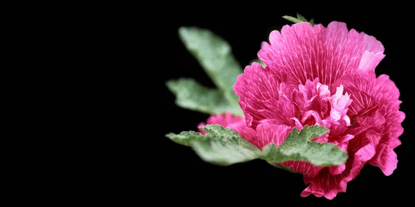 コピースペースと黒の背景に隔離されたピンクのHollyhock八重の花 — ストック写真