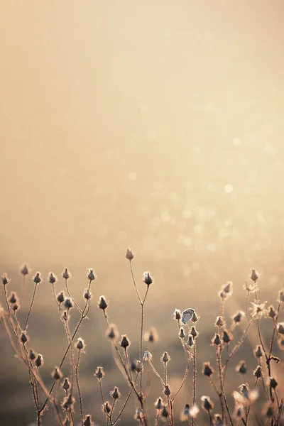 Vadvirágok Egy Pillangó Nyári Réten Atmoszférikus Háttér Kúszó Bogáncsvirágokkal Ezüstözött — Stock Fotó