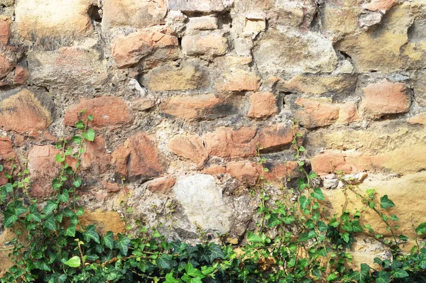 Alte Steinmauer Mit Efeu Kletterpflanze — Stockfoto