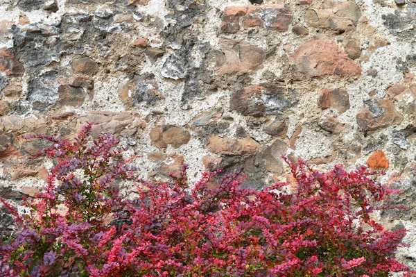 古老的石墙和红色的秋天灌木丛 — 图库照片