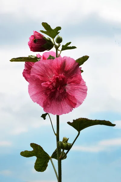 Hollyhock Duplán Kék Ellen Rózsaszín Pom Pom Virágok — Stock Fotó