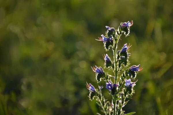 Close Plantas Plantas Forrageiras Echium Vulgare Campo — Fotografia de Stock