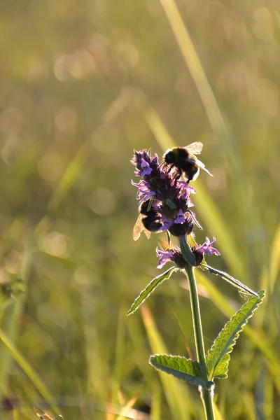 Betony Αγριολούλουδα Και Μέλισσες Στο Πεδίο — Φωτογραφία Αρχείου