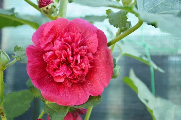 庭でピンクのHollyhockが2倍に成長します ポンポンの花のクローズアップ — ストック写真