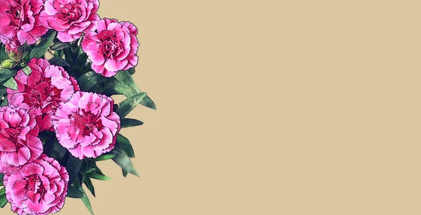 幸せな母の日カード ベージュ地に孤立したピンクのカーネーションの花のイラスト — ストック写真