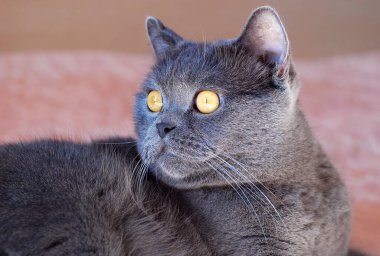 İngiliz ya da İskoç soyundan gri bir kedi pencereden gelen ışığın altında yatar.