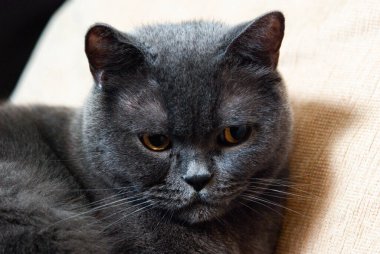 İngiliz ya da İskoç soyundan gri bir kedi pencereden gelen ışığın altında yatar.