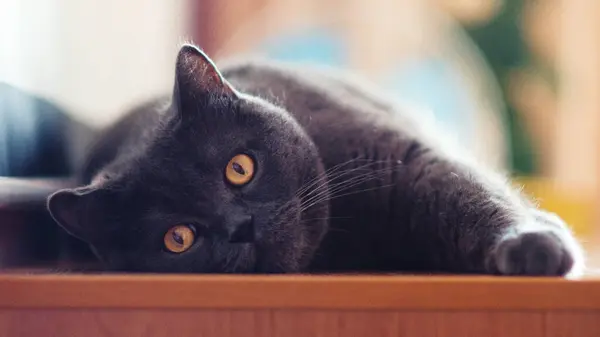 Gato Cinza Raça Britânica Escocesa Encontra Cama Luz Janela — Fotografia de Stock