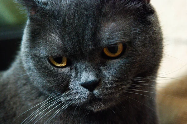 Gato Cinza Raça Britânica Escocesa Encontra Cama Luz Janela — Fotografia de Stock