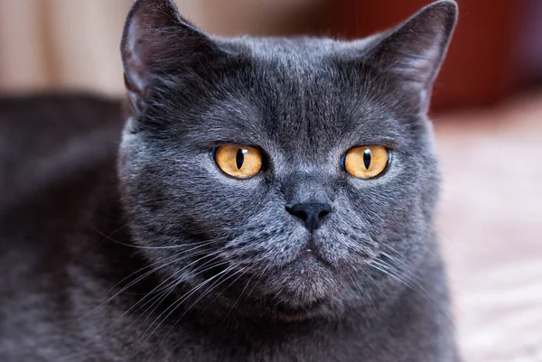 Gato Cinza Raça Britânica Escocesa Encontra Cama Luz Janela — Fotografia de Stock