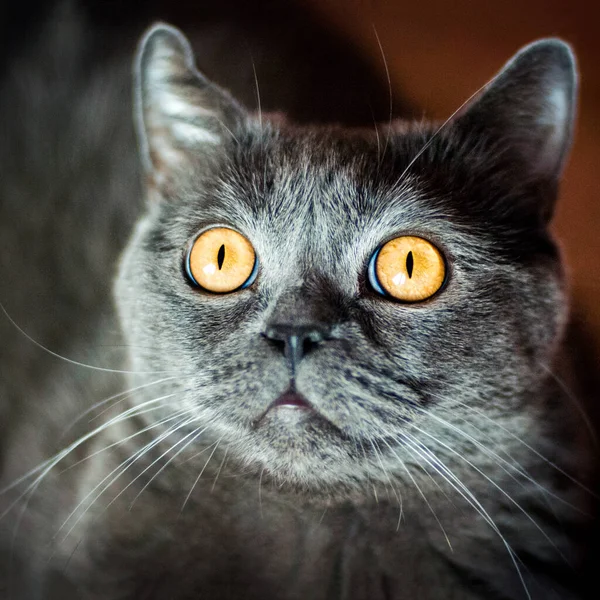 窓から光でベッドの上に英国やスコットランドの品種の灰色の猫が横たわっています — ストック写真