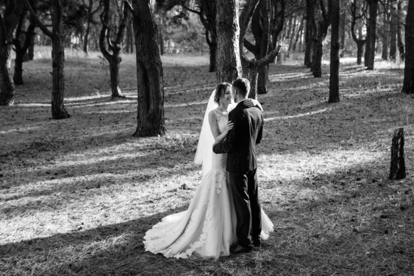 Paseo Los Novios Por Bosque Otoñal Octubre —  Fotos de Stock