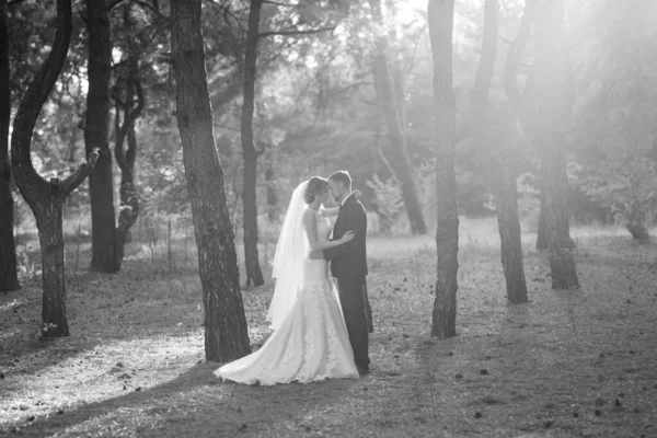 Walk Bride Groom Autumn Forest October — Stock Photo, Image