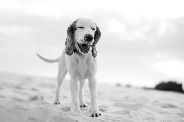 Weißer Fröhlicher Junger Hundespaniel Der Auf Dem Sand Läuft — Stockfoto