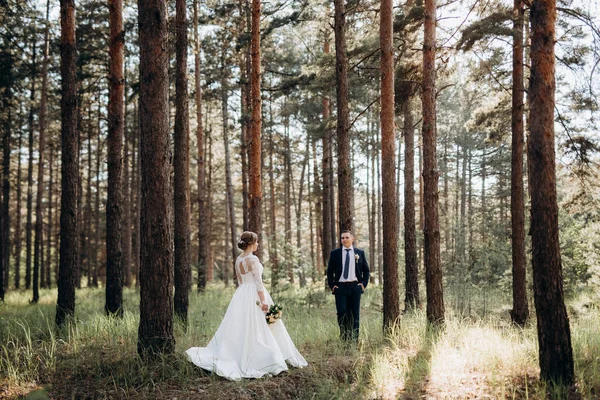 Braut Und Bräutigam Spazieren Einem Hellen Tag Einem Kiefernwald — Stockfoto