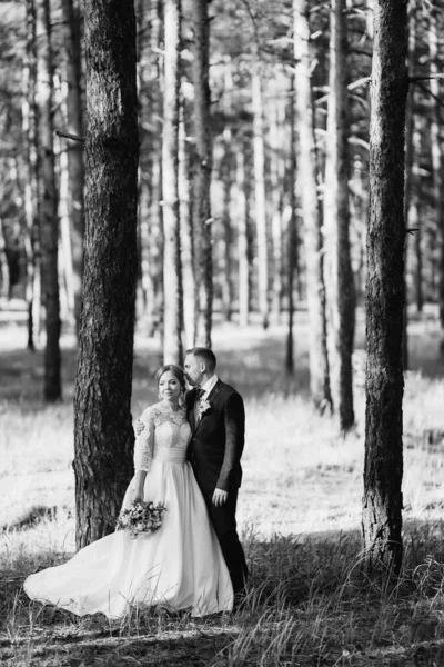 Menyasszony Vőlegény Egy Fenyőerdőben Sétálnak Egy Fényes Napon — Stock Fotó