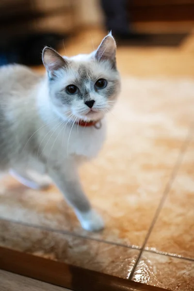 Gray Cat British Scottish Breed Lies Bed Light Window — Stock Photo, Image