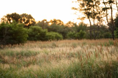 Ormanda gün batımı çimlerin ve ağaçların arkasında.