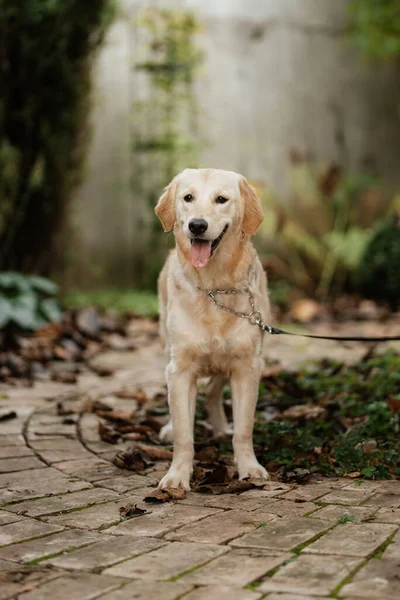 Golden Retriever Cão Casamento Com Uma Grinalda Torno Seu Pescoço — Fotografia de Stock