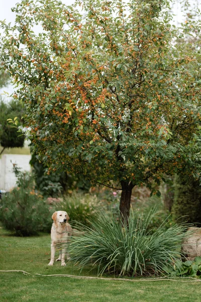 Golden Retriever Hund Auf Einer Hochzeit Mit Einem Kranz Den — Stockfoto