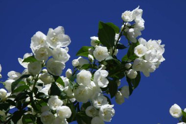 Tatlı, portakallı, ortanca çiçeğinin yakın çekimi.