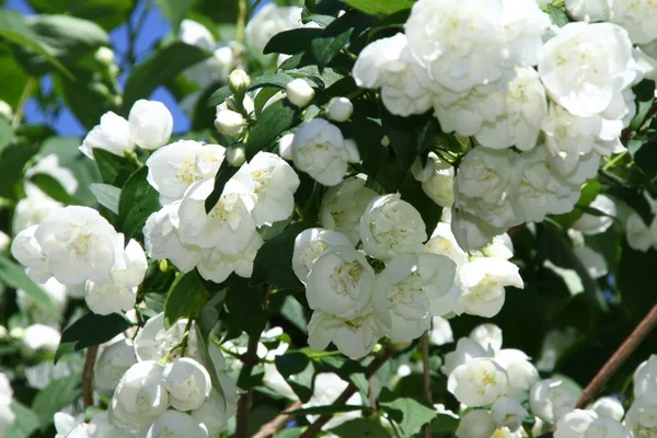 Primer Plano Dulce Mock Orange Hydrangeaceae —  Fotos de Stock