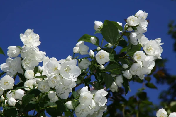 Close Sweet Mock Orange Hydrangeaceae — Photo