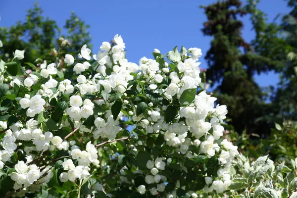 Primer Plano Dulce Mock Orange Hydrangeaceae —  Fotos de Stock