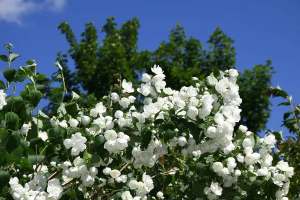 Primer Plano Dulce Mock Orange Hydrangeaceae —  Fotos de Stock