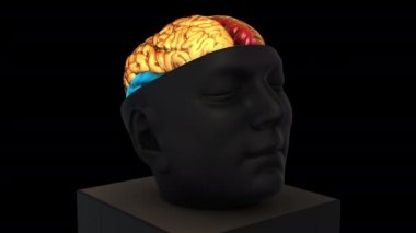 Boyutsal Beyin Yapısı - döndürme yakınlaştırması - geri renkli parçalar - siyah arkaplan üzerinde 3d animasyon modeli