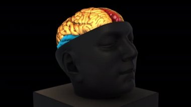 Boyutsal Beyin Yapısı - döndürme yakınlaştırması - renkli kısımlar - siyah arkaplan üzerinde 3d animasyon modeli