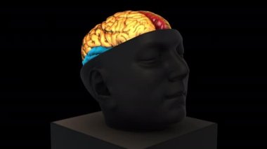 Boyutsal Beyin Yapısı - döndürme yakınlaştırması - renkli parçalar - siyah arkaplan üzerinde 3d animasyon modeli