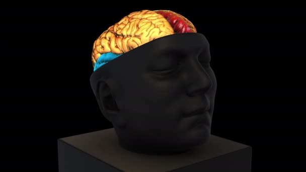 サイズ頭蓋内脳構造 回転ズームアウト トップカラーパーツ 黒の背景に3Dアニメーションモデル — ストック動画
