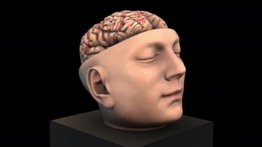 Boyutsal Beyin Yapısı - döndürme yakınlaştırması - siyah arkaplan üzerinde 3d animasyon modeli