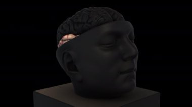 İntrakraniyal Beyin Yapısı - Zamansal döndürme yakınlaştırması - Siyah arkaplan üzerinde 3d animasyon modeli