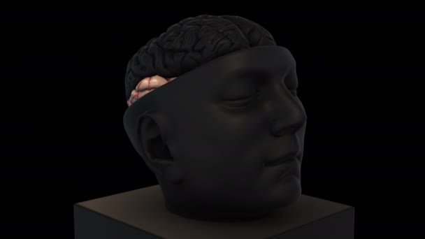 サイズ頭蓋内脳構造 一時回転ズームアウト 黒の背景に3Dアニメーションモデル — ストック動画