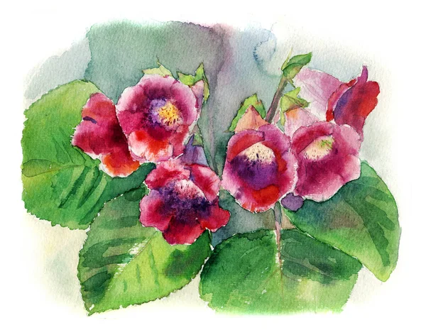 Gloxinia Flowers Watercolor Drawing Isolated White Background Isolation Work Path — Stock Photo, Image