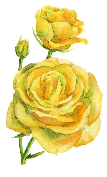 Yellow Roses Watercolor Isolated White Isolation Work Path — Stock Photo, Image