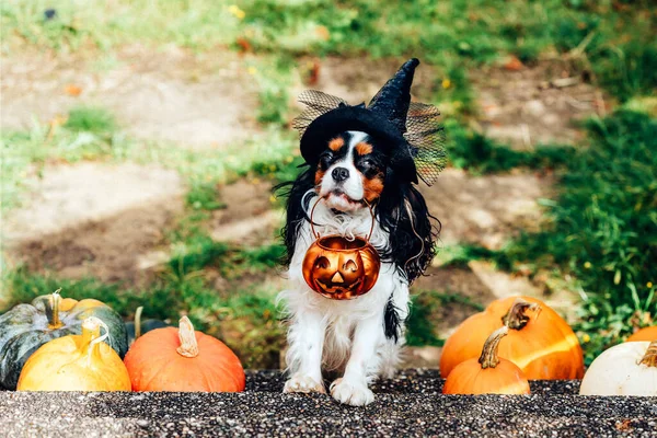 Colorful dog spaniel in witch hat holds basket for sweets