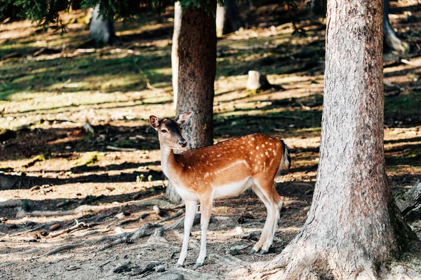 斑点小鹿漫游，站在树上 — 图库照片