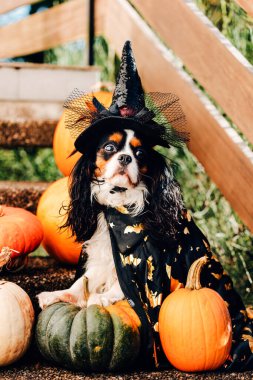 Cadı şapkalı renkli köpek yavrusu şeker sepeti tutuyor, balkabaklarının yanında duruyor.
