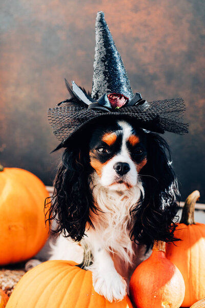 Colorful dog spaniel in a witchs hat sits among pumpkins