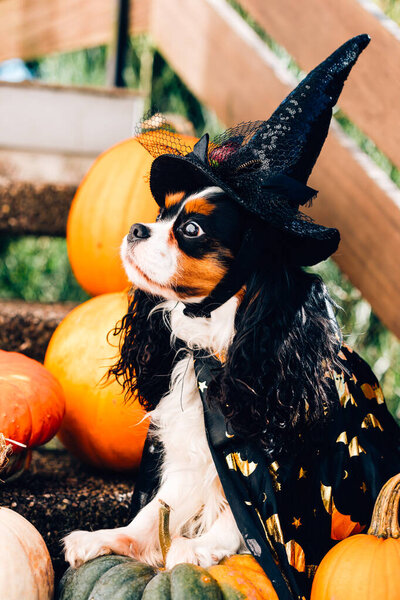 Colorful dog spaniel in witch hat holds basket for sweets, standing next to pumpkins