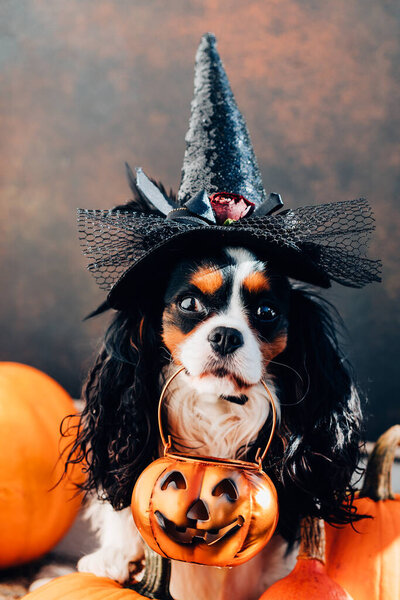 Colorful dog spaniel in witch hat holds basket for sweets, standing next to pumpkins