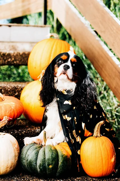 Dog spaniel in a black cloak sits on the stairs with pumpkins