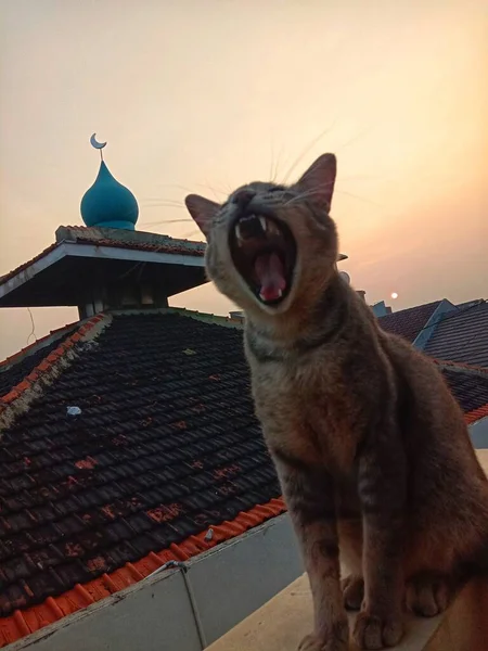 Kočka Která Ráno Zívá — Stock fotografie